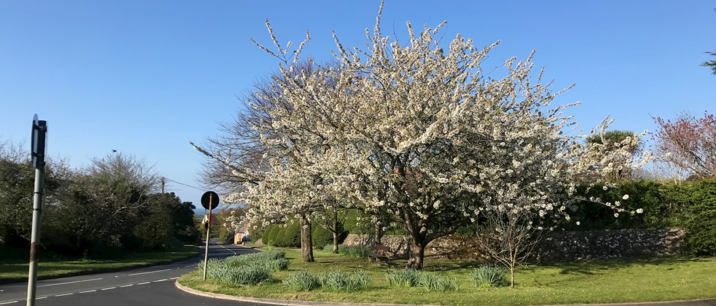 Spring Blossom in Brighstone